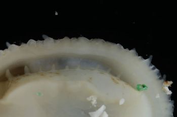 Media type: image;   Malacology 393853 Description: live specimen;